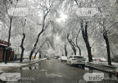 Обработват улиците в район „Северен, 14 сигнала за опасни клони и дървета