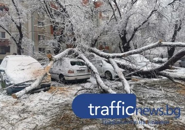 Пет автомобила са потрошени от дървото, което смаза Ауди в Кючука, потърпевшите обмислят да съдят общината