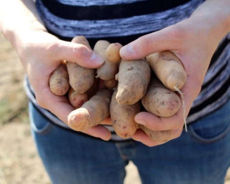 Безплатни картофи заливат Берлин след рекордна реколта в Германия