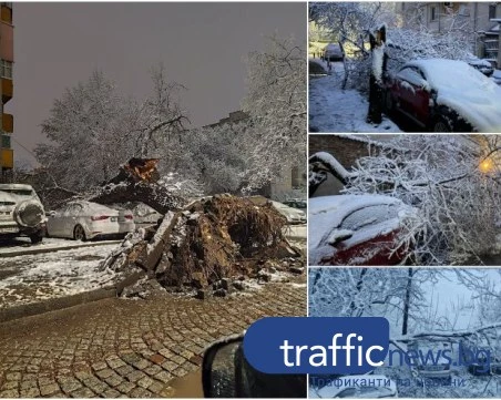 Десетки паднали дървета в Пловдив след снеговалежа, автомобили са премазани СНИМКИ