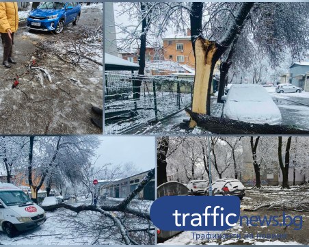 На косъм от трагедия: Дърво се стовари до краката на жена в Кършияка, над 85 са сигналите в града