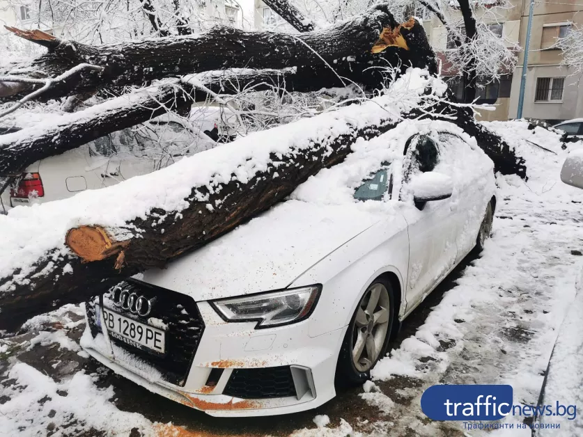 Дървото, премазало пет коли в Кючука, било изгнило, потърпевш: Семейството ми едва избегна трагедия