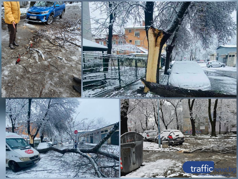 На косъм от трагедия: Дърво се стовари до краката на жена в Кършияка, над 85 са сигналите в града