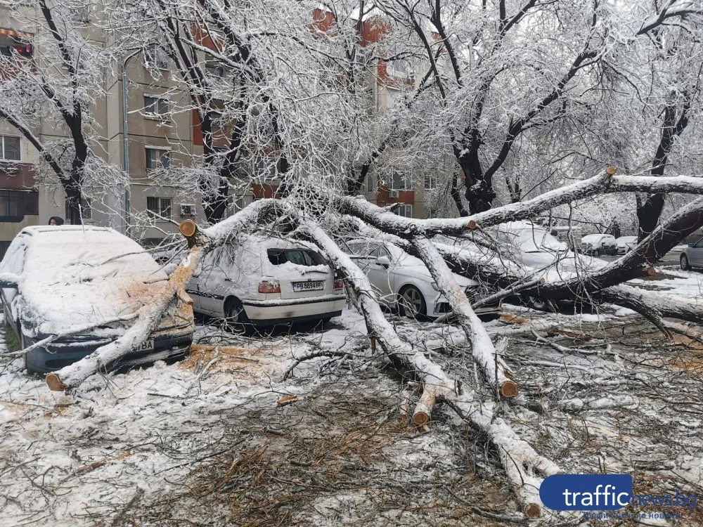 Пет коли потрошени от дървото, което смаза Ауди в Кючука, потърпевшите обмислят да съдят общината СНИМКИ