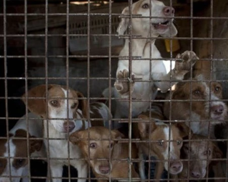 ГДБОП арестува мъж и жена, изтезавали животни, заснемали насилието и продавали видеата