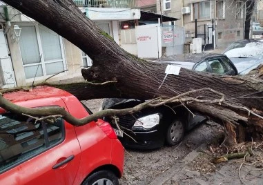 Дърво се стовари върху кола в Пловдив става ясно от