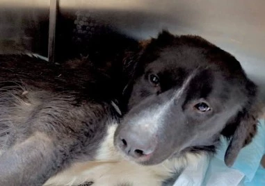 Полицаи и ветеринари спасиха блъснато куче в Бургас