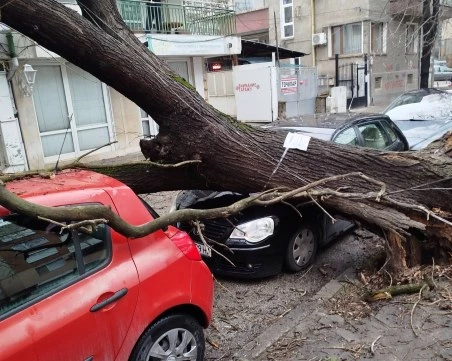Дърво се стовари върху кола в Пловдив
