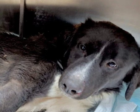 Полицаи и ветеринари спасиха блъснато куче в Бургас