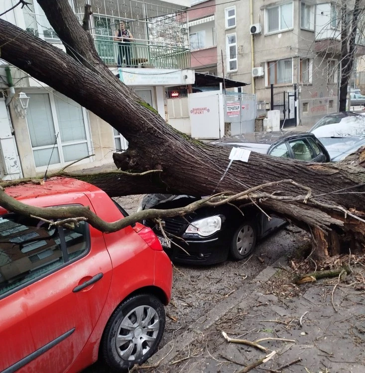 Дърво се стовари върху кола в Пловдив
