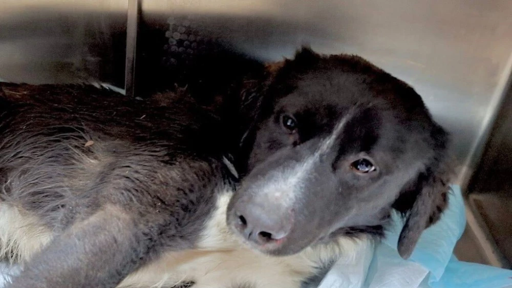 Полицаи и ветеринари спасиха блъснато куче в Бургас