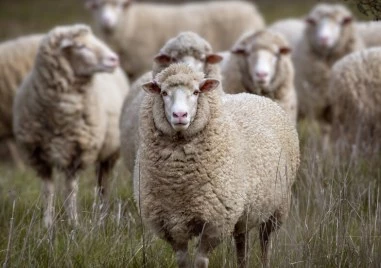 Установиха огнище на шарка по дребните животни в пловдивско село