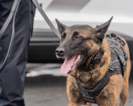 Служебното куче Рокси откри над 6 кг хероин, скрити в колата на българин край Солун