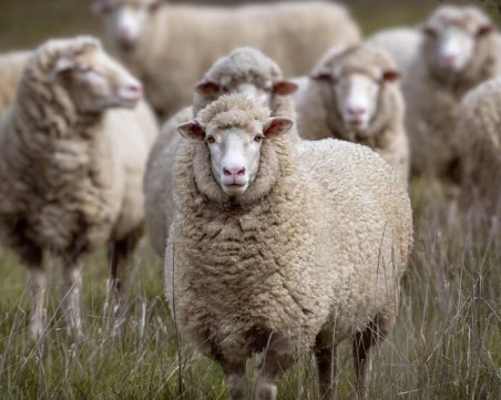 Установиха огнище на шарка по дребните животни в пловдивско село