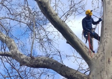 Двама от малкото сертифицирани специалисти по арбористика в България –