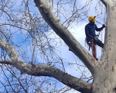 След публикация на TrafficNews: Доброволци арбористи обезопасиха двора на ДГ „Зорница