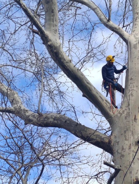 След публикация на TrafficNews: Доброволци арбористи обезопасиха двора на ДГ „Зорница