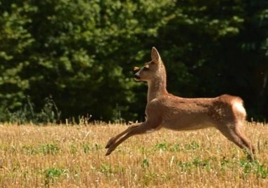 Пловдивски ловец е осъден за бракониерство след като отстреля млад