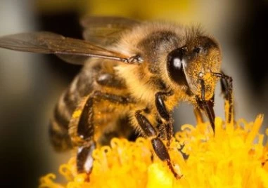 Празникът на пчеларите е! Почитаме двама светци, хиляди празнуват имен ден