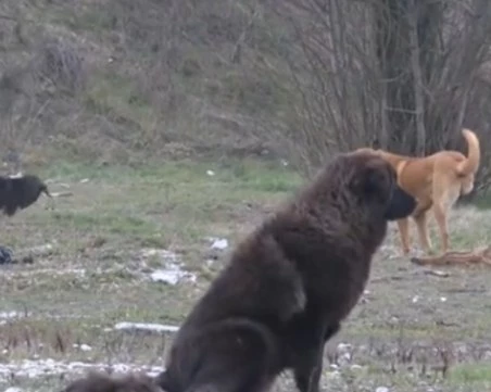 Масово отравят животни във Велинград: Тук се изсипват кучета с бусове, бебетата се изхвърлят по кошовете