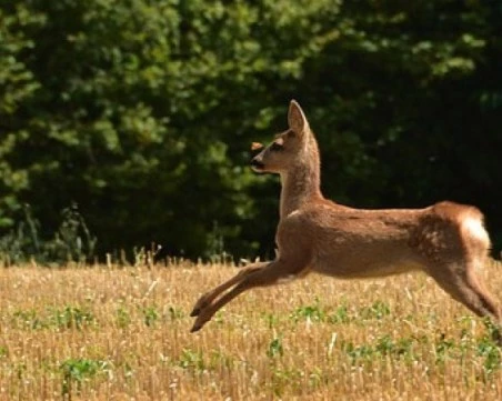 Полиция и прокуратура погнаха бракониер, убил младо животно в Пловдивско