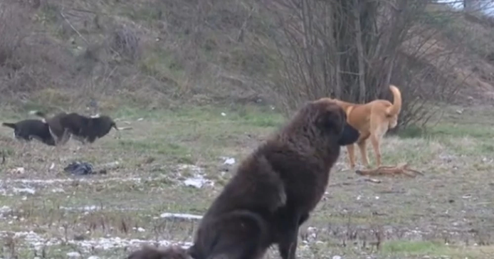 Масово отравят животни във Велинград: Тук се изсипват кучета с бусове, бебетата се изхвърлят по кошовете
