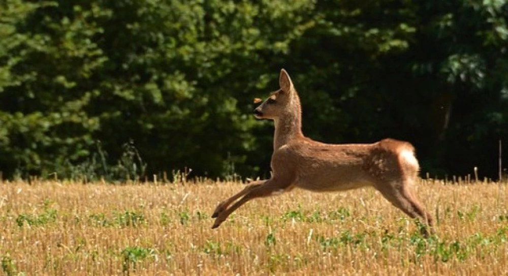 Полиция и прокуратура погнаха бракониер, убил младо животно в Пловдивско