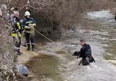 Пожарникари спасиха ловно куче от удавяне в Родопите