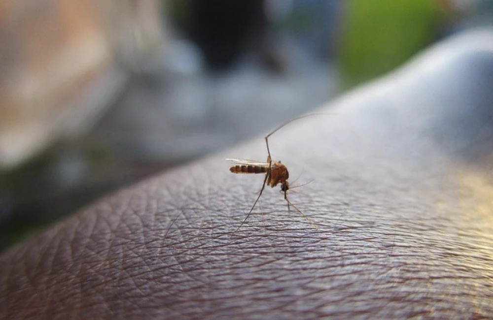 Нов случай на чикунгуня е регистриран в България