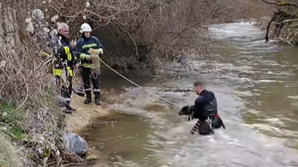 Пожарникари спасиха ловно куче от удавяне в Родопите