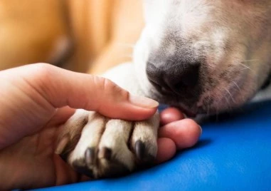 Тримесечно куче е открито вързано за дърво в гръцкия град