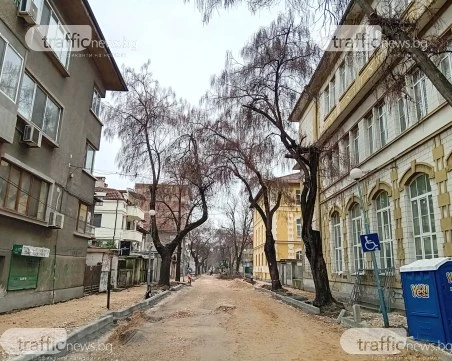 След обследване: Премахват старите дървета по улица в центъра на Пловдив, засаждат двойно повече