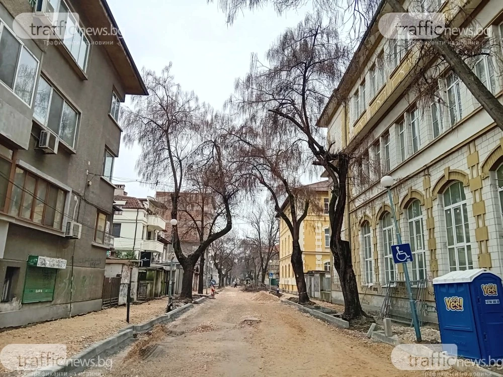 След обследване: Премахват старите дървета по улица в центъра на Пловдив, засаждат двойно повече