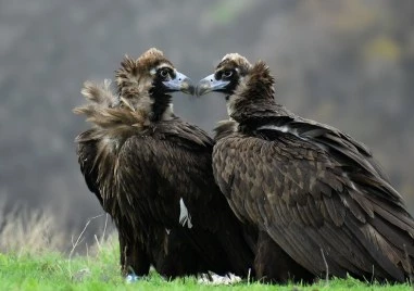 Нова двойка лешояди в Родопите за Свети Валентин