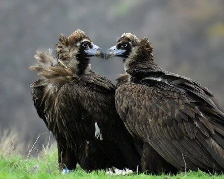 Нова двойка лешояди в Родопите за Свети Валентин