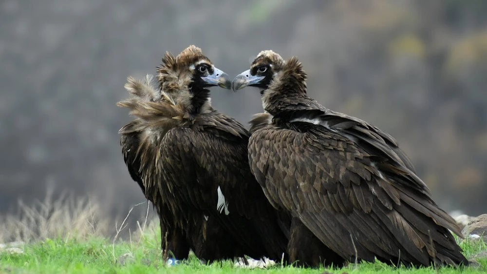 Нова двойка лешояди в Родопите за Свети Валентин