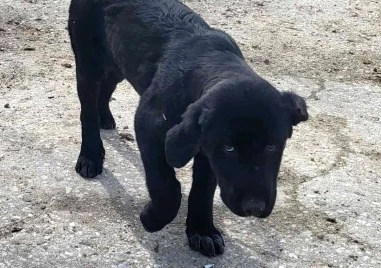 Асеновградчани в помощ на бездомните животни