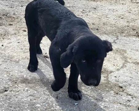 Асеновградчани в помощ на бездомните животни