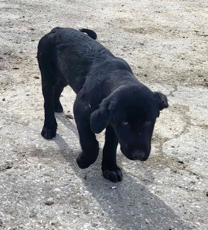 Асеновградчани в помощ на бездомните животни