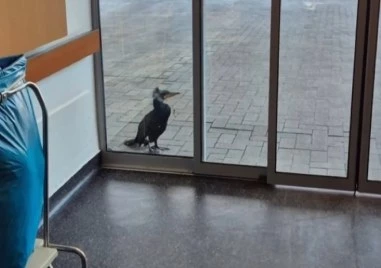 Ранен корморан сам потърси помощ в болница в Бремен Персоналът