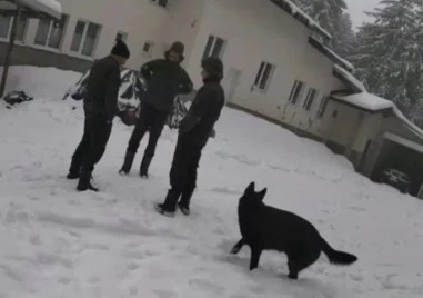 Българска Асоциация по Екстремни Спортове е ООД основана е през