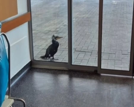 Неочакван пациент: Ранен корморан сам потърси помощ в болница в Бремен