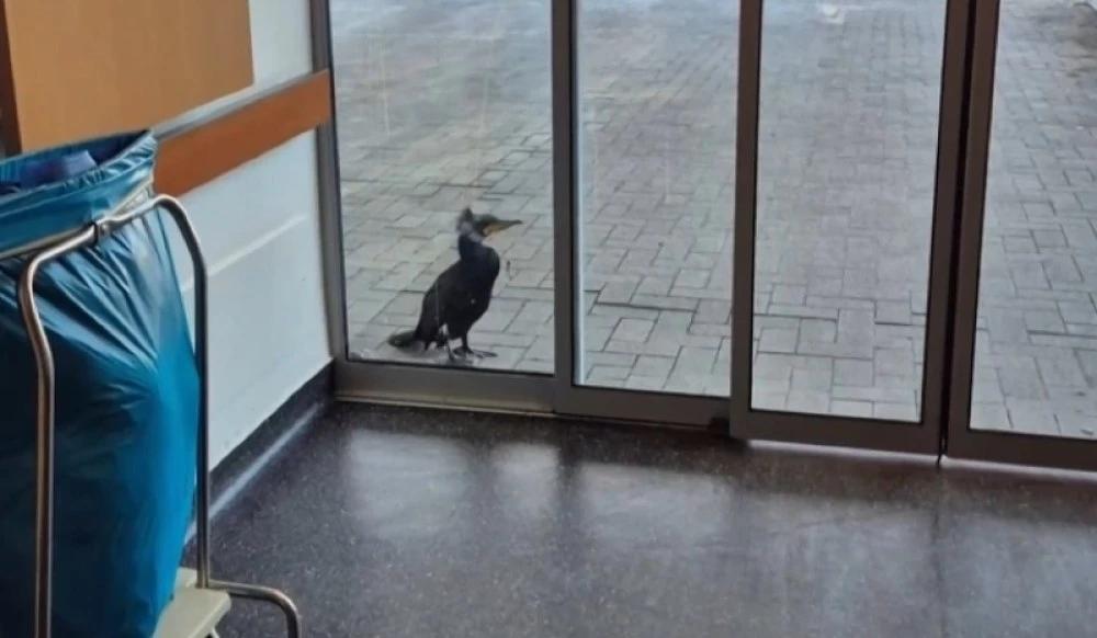 Неочакван пациент: Ранен корморан сам потърси помощ в болница в Бремен