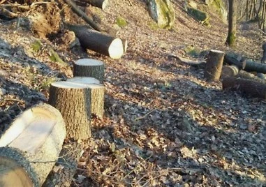 Акция в резерват „Купена: Закопчаха петима от Пещера за незаконна сеч