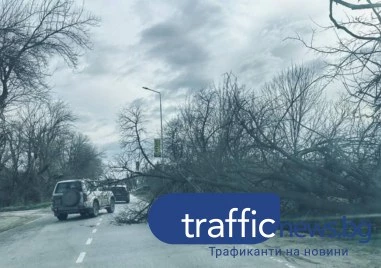 Бурният вятър прекърши дървета и клони из цяла Пловдивска област