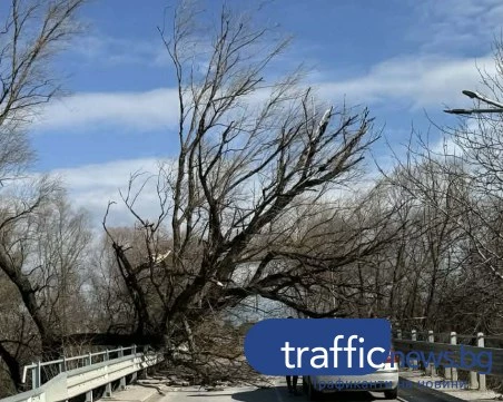 Дърво се стовари върху моста при село Катуница, блокира трафика