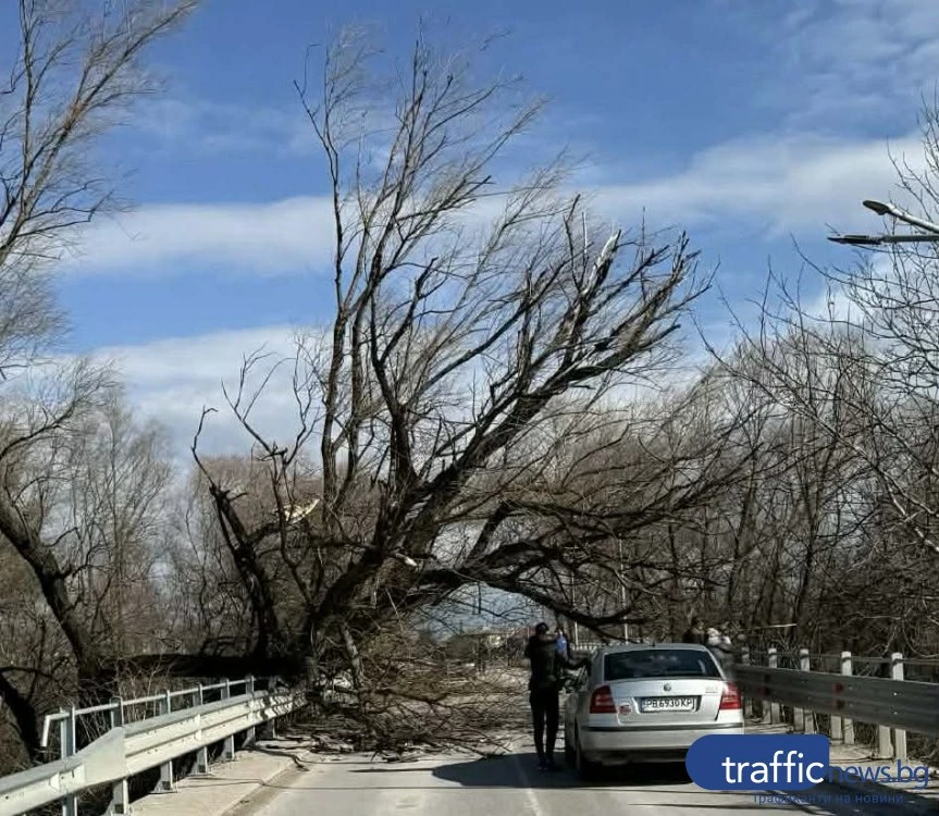 Дърво се стовари върху моста при село Катуница, блокира трафика