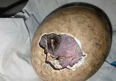 Първото за сезона брадато лешоядче се излюпи