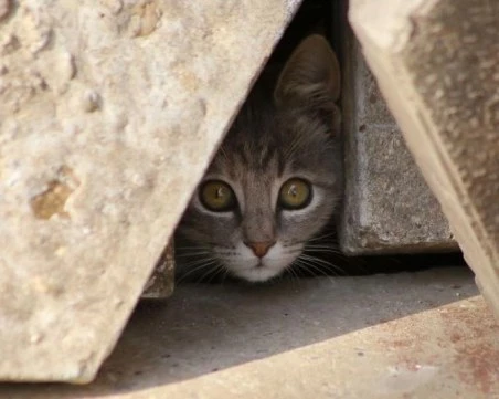 Доброволци от Пловдив събраха 11 000 евро за кастрация на бездомни животни