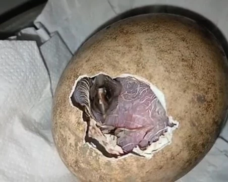 Първото за сезона брадато лешоядче се излюпи